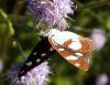 Limenitis reducta